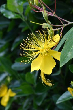 Çin hiperikum (Hypericum monogynum) çiçekleri. Hiperikaceae yarı yaprak döken çalı. Beş yapraklı sarı çiçekler Haziran 'dan Temmuz' a kadar açar..