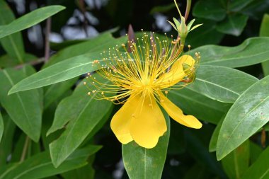 Çin hiperikum (Hypericum monogynum) çiçekleri. Hiperikaceae yarı yaprak döken çalı. Beş yapraklı sarı çiçekler Haziran 'dan Temmuz' a kadar açar..