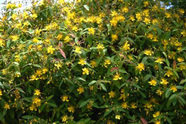 Çin hiperikum (Hypericum monogynum) çiçekleri. Hiperikaceae yarı yaprak döken çalı. Beş yapraklı sarı çiçekler Haziran 'dan Temmuz' a kadar açar..