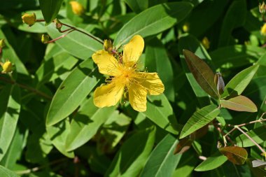 Çin hiperikum (Hypericum monogynum) çiçekleri. Hiperikaceae yarı yaprak döken çalı. Beş yapraklı sarı çiçekler Haziran 'dan Temmuz' a kadar açar..