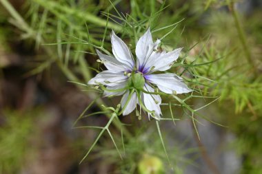 Nigella (çalılıktaki şeytan) çiçekler ve meyveler. Ranunculaceae yıllık bitkileri. Çiçek mevsimi Nisan 'dan Temmuz' a kadar devam eder. Çiçek açtıktan sonra meyveler oluşur ve siyah tohum üretir..