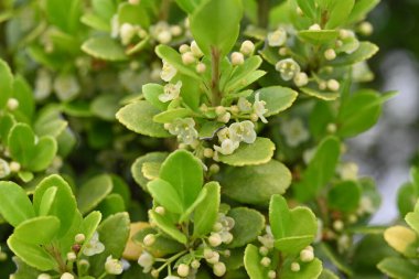Ilex crenata (kutudan ayrılan kutsal çiçek) çiçekleri. Aquifoliaceae Dioecious Evergreen ağacı. Haziran 'dan Temmuz' a kadar yaprak eksenlerinde küçük beyaz çiçekler açar..