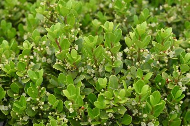Ilex crenata (kutudan ayrılan kutsal çiçek) çiçekleri. Aquifoliaceae Dioecious Evergreen ağacı. Haziran 'dan Temmuz' a kadar yaprak eksenlerinde küçük beyaz çiçekler açar..