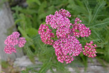 Yarrow (Achillea millefolium) çiçekleri. Asteraceae daimi bitkileri. Haziran 'dan Eylül' e kadar kümeler halinde küçük soluk pembe çiçekler açar. Bunlar tıbbi amaçlar, bitkisel çaylar ve salatalar için kullanılır..