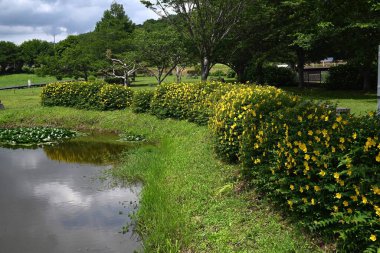 Hypericum patulum (Goldencup St. John 's Wort) çiçekleri. Çin 'e özgü bir Hypericaceae çalısı. Parlak sarı, beş yapraklı çiçekler Mayıs 'tan Temmuz' a kadar açar..