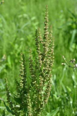 Rumex japonicus (Japon rıhtımı) Achenes. Polygonaceae daimi bitkileri. Achenes yaz başında çiçek açtıktan sonra oluşur. Genç filizler yiyecek olarak kullanılır ve tıbbi özelliklere sahiptir..