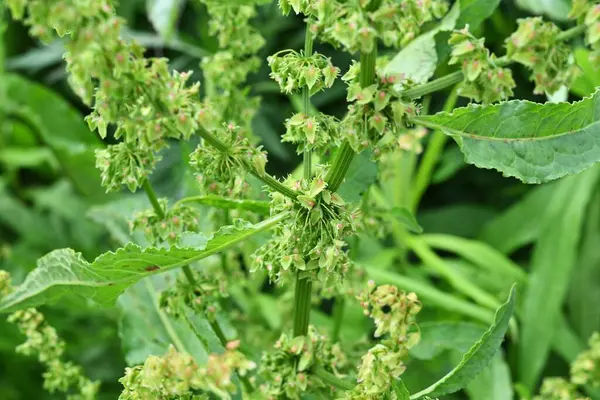 stock image Rumex japonicus (Japanese dock) Achenes. Polygonaceae perennial plants. Achenes form after flowering in early summer. Young shoots are used as food and have medicinal properties.