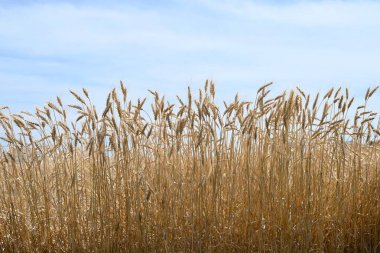 Buğday ekimi. Buğday dünyanın üç ana tahıl tanesinden biridir ve ekmek, erişte, şeker ve daha fazlası için kullanılan un üretmek üzere öğütülür..
