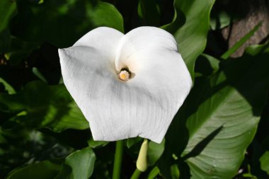 Zambak çiçekleri. Araceae bitkileri Güney Afrika 'ya özgüdür. Beyaz kısım tükürük ve merkezdeki sarı çubuk şeklindeki spadiks de çiçek..