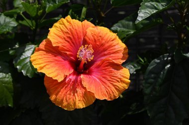 Hibiscus çiçekleri. Malvaceae tropikal çiçekli çalı. Kırmızı, sarı, beyaz, pembe ve turuncu gibi canlı renklerde açan tropikal bir çiçek çalısı..