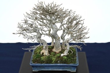 Bonsai 'ler. Bonsai, doğal ve yapay güzelliği uyumlu hale getiren geleneksel bir Japon bahçecilik sanatıdır..