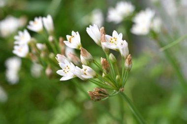 Kokulu sahte sarımsak (Nothoscordum gracile) çiçekleri. Amaryllidaceae bitkileri her zaman yeşildir. Yol kenarında yetişen bir ot, vs., yazın başında altı yapraklı beyaz çiçeklerle çiçek açar..