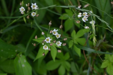 Kokulu sahte sarımsak (Nothoscordum gracile) çiçekleri. Amaryllidaceae bitkileri her zaman yeşildir. Yol kenarında yetişen bir ot, vs., yazın başında altı yapraklı beyaz çiçeklerle çiçek açar..