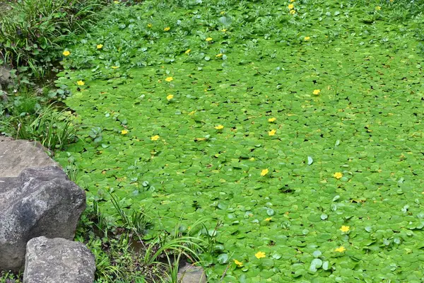 Nilüfer çiçekleri (Nymphoides peltata). Menyanthaceae daimi bitkileri. Nehirlerde ve göletlerde yetişen yüzen yapraklı bir bitki, yazdan sonbahara kadar beş yapraklı sarı çiçeklerle çiçek açar..