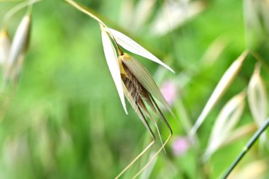 Vahşi yulaf (Avena fatua). Poaceae kış esrarı. Yol kenarlarında kümeler halinde yetişen bir ot..