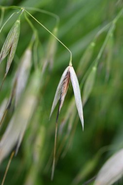 Vahşi yulaf (Avena fatua). Poaceae kış esrarı. Yol kenarlarında kümeler halinde yetişen bir ot..