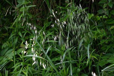 Wild oat (Avena fatua). Poaceae winter annual weed . A weed that grows in clusters along roadsides. clipart