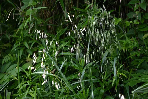 Stock image Wild oat (Avena fatua). Poaceae winter annual weed . A weed that grows in clusters along roadsides.