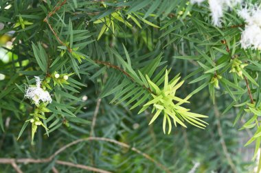 Melaleuca 'Yazın Kar' (Melaleuca linariifolia) çiçekleri. Myrtaceae ailesinin Avustralya 'ya özgü yemyeşil bir çalısı. Tatlı kokulu, bembeyaz, kar benzeri çiçekler yazın başlarında açar..