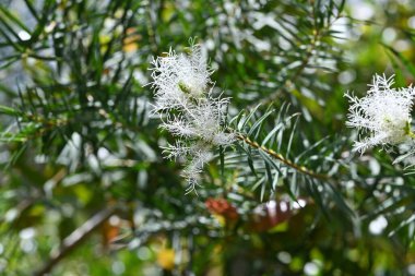 Melaleuca 'Yazın Kar' (Melaleuca linariifolia) çiçekleri. Myrtaceae ailesinin Avustralya 'ya özgü yemyeşil bir çalısı. Tatlı kokulu, bembeyaz, kar benzeri çiçekler yazın başlarında açar..