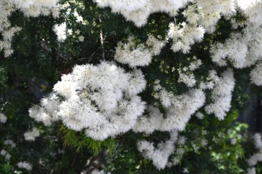 Melaleuca 'Snow in Summer' (Melaleuca linariifolia) flowers. An evergreen shrub of the Myrtaceae family native to Australia. Sweetly scented, pure white, snow-like flowers bloom in early summer. clipart