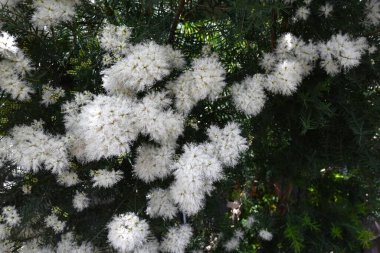 Melaleuca 'Yazın Kar' (Melaleuca linariifolia) çiçekleri. Myrtaceae ailesinin Avustralya 'ya özgü yemyeşil bir çalısı. Tatlı kokulu, bembeyaz, kar benzeri çiçekler yazın başlarında açar..