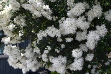 Melaleuca 'Yazın Kar' (Melaleuca linariifolia) çiçekleri. Myrtaceae ailesinin Avustralya 'ya özgü yemyeşil bir çalısı. Tatlı kokulu, bembeyaz, kar benzeri çiçekler yazın başlarında açar..