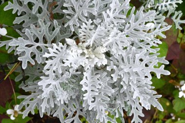 Tozlu değirmenci (Senecio Cineraria) çiçekleri. Asteraceae daimi bitkileri. Yaprakların ve sapların üzerindeki beyaz silia gümüşi bembeyaz parlar. Çiçek mevsimi Mayıs 'tan Temmuz' a kadardır..