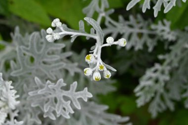 Tozlu değirmenci (Senecio Cineraria) çiçekleri. Asteraceae daimi bitkileri. Yaprakların ve sapların üzerindeki beyaz silia gümüşi bembeyaz parlar. Çiçek mevsimi Mayıs 'tan Temmuz' a kadardır..