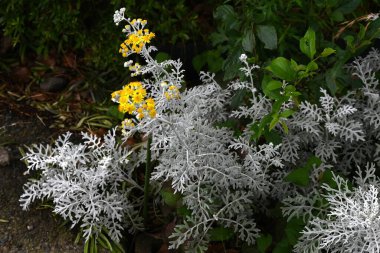 Tozlu değirmenci (Senecio Cineraria) çiçekleri. Asteraceae daimi bitkileri. Yaprakların ve sapların üzerindeki beyaz silia gümüşi bembeyaz parlar. Çiçek mevsimi Mayıs 'tan Temmuz' a kadardır..