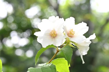 Satsuma, portakalla alay eder. Ortanca yaprak döken çalı. Mayıs 'tan Haziran' a kadar dalların sonunda dört yapraklı beyaz çiçekler açar.