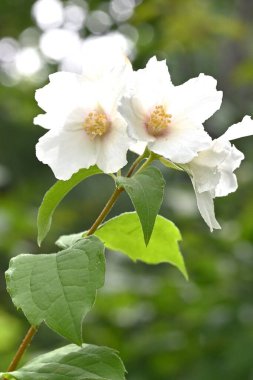 Satsuma, portakalla alay eder. Ortanca yaprak döken çalı. Mayıs 'tan Haziran' a kadar dalların sonunda dört yapraklı beyaz çiçekler açar.