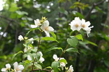 Satsuma, portakalla alay eder. Ortanca yaprak döken çalı. Mayıs 'tan Haziran' a kadar dalların sonunda dört yapraklı beyaz çiçekler açar.