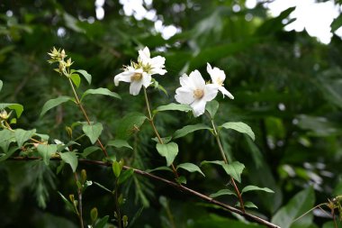 Satsuma, portakalla alay eder. Ortanca yaprak döken çalı. Mayıs 'tan Haziran' a kadar dalların sonunda dört yapraklı beyaz çiçekler açar.