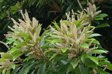 Lithocarpus edulis ağacı çiçeği. Japonya 'ya özgü bir Fagaceae ağacı. Tek kelimeyle tekdüze ve yazın ilk zamanlarında çiçek açar ve sonbaharda meşe palamudu taşır..