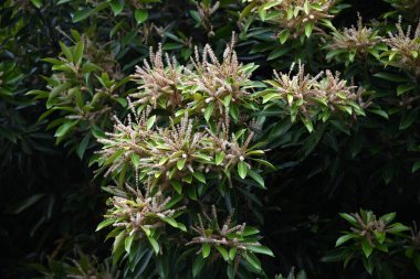 Lithocarpus edulis ağacı çiçeği. Japonya 'ya özgü bir Fagaceae ağacı. Tek kelimeyle tekdüze ve yazın ilk zamanlarında çiçek açar ve sonbaharda meşe palamudu taşır..