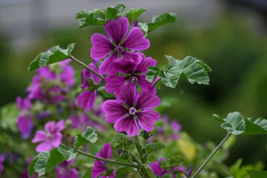 Sıradan mallow (Malva Mauritiana) çiçekleri. Malvaceae bitkileri. Parlak kırmızı-mor çiçekler yazın başından yaza kadar açar..