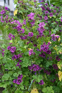 Sıradan mallow (Malva Mauritiana) çiçekleri. Malvaceae bitkileri. Parlak kırmızı-mor çiçekler yazın başından yaza kadar açar..