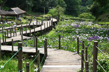 Çiçek açmış bir Japon iris bahçesi manzarası. Mevsimlik çiçek arkaplan malzemesi.