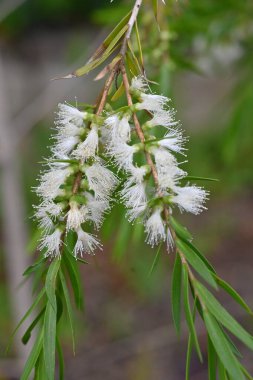 Çay ağacı (Melaleuca alternifolia) çiçekleri. Myrtaceae ailesinin Avustralya 'ya özgü yemyeşil bir ağacı. Kokulu, tüylü beyaz çiçekler yazın başlarında açar..