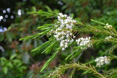 Çay ağacı (Melaleuca alternifolia) çiçekleri. Myrtaceae ailesinin Avustralya 'ya özgü yemyeşil bir ağacı. Kokulu, tüylü beyaz çiçekler yazın başlarında açar..