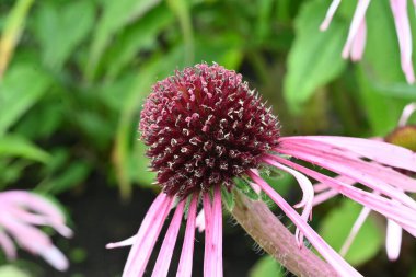 Ekinezya çiçekleri. Asreraceae daimi bitkisi. Yazdan sonbahara kadar, çiçek başları küreseldir ve ışın çiçekleri aşağıya doğru açar..