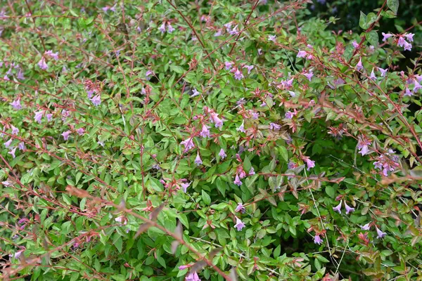 Parlak abelia çiçekleri. Kaprifoliaceae daimi çalı. Küçük çan şeklinde çiçekler yazın başından sonbahara kadar açar. Çit olarak kullanılıyor, vs..