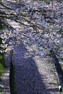 Japonya 'da bahar manzarası. Japonya 'da seyahat etmek için arka plan materyali. Kiraz çiçekleri düştükten sonra atmosferin tadını da çıkarabilirsin..