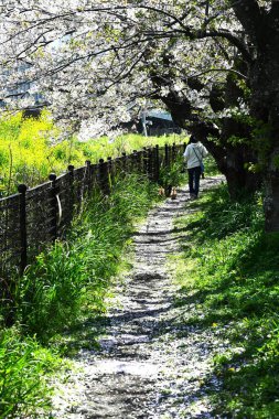 Japonya 'da bahar manzarası. Japonya 'da seyahat etmek için arka plan materyali. Kiraz çiçekleri düştükten sonra atmosferin tadını da çıkarabilirsin..