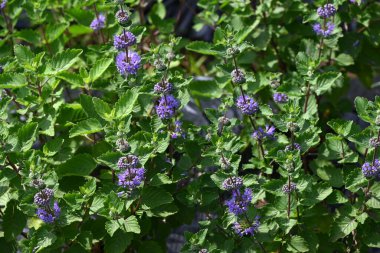 Karyopteris incana çiçekleri. Lamiaceae daimi yaprak döken bitkiler. Serin mavi-mor çiçekler yazdan sonbahara kadar açar..