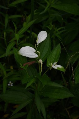 Çin kertenkelesinin kuyruğu (Saururus chinensis) yaprakları. Bu bitkinin yaprakları beyazlaşır ve sulak alanlarda yetişir. Bitkisel ilaç olarak kullanılır..