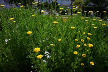 Yarrow (Achillea millefolium) sarı çiçekler. Asteraceae daimi bitkisi. Çiçek mevsimi temmuzdan eylüle kadar sürer ve genç yapraklar yenilebilir ve tıbbi olarak kullanılır..