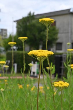 Yarrow (Achillea millefolium) sarı çiçekler. Asteraceae daimi bitkisi. Çiçek mevsimi temmuzdan eylüle kadar sürer ve genç yapraklar yenilebilir ve tıbbi olarak kullanılır..