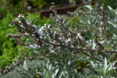 Beyaz adaçayı (Salvia apiana) çiçekleri. Lamiaceae her zaman yeşil çalı. Nisan 'dan Haziran' a kadar beyaz dudak şekilli çiçekler açar. Törenler ve dualarda 
